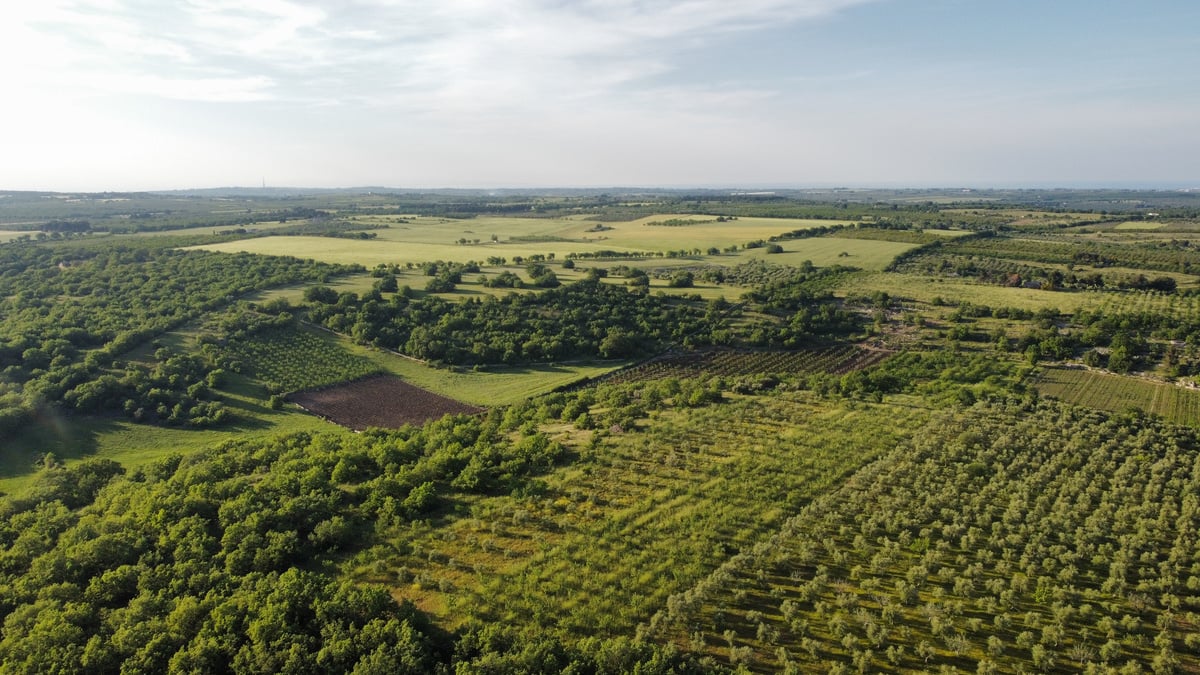 Green Plains with Forest