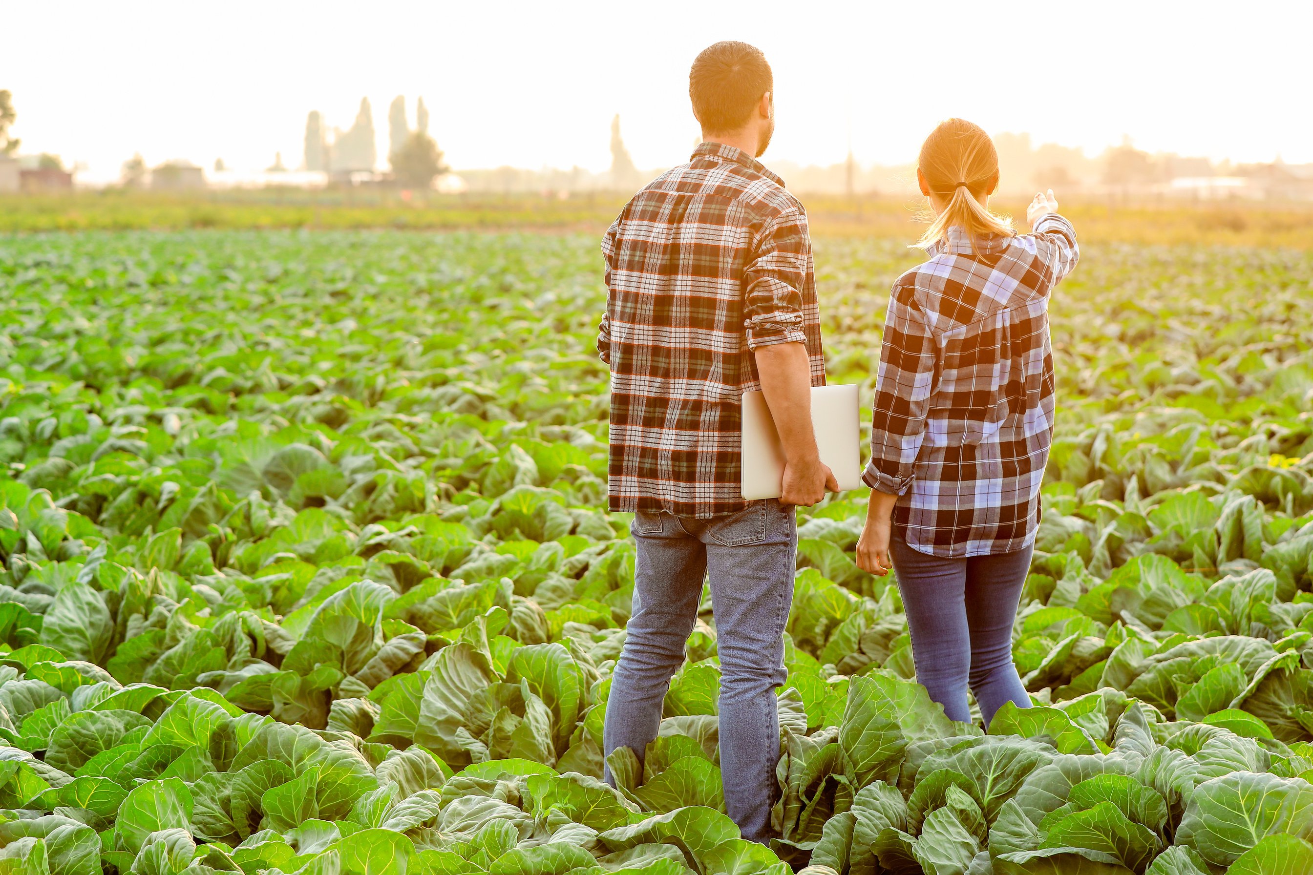 Agricultural Engineers Working in Field